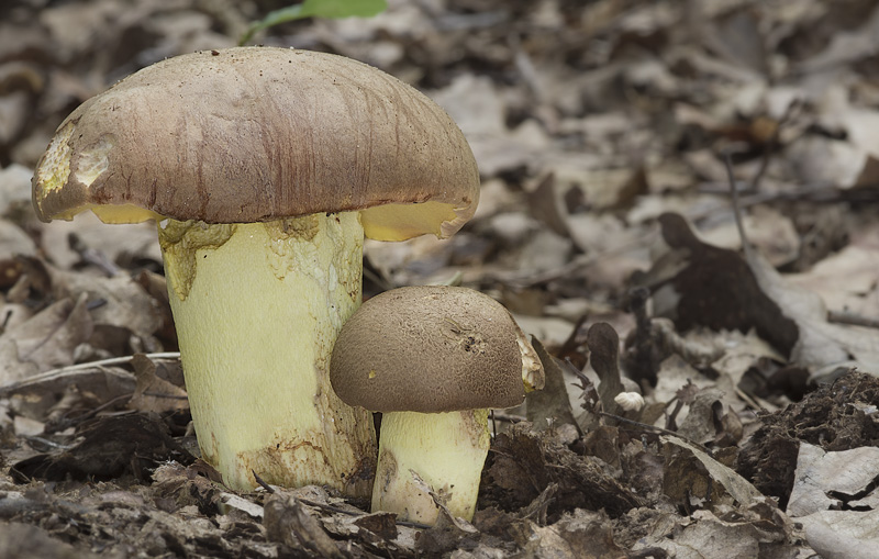 Boletus appendiculatus